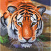Crystal Art - CA Card - Tiger - Limolin 