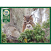 Cobble Hill - Great Horned Owl (1000-Piece Puzzle) - Limolin 
