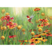 Cobble Hill - Rufous Hummingbird (1000-Piece Puzzle) - Limolin 