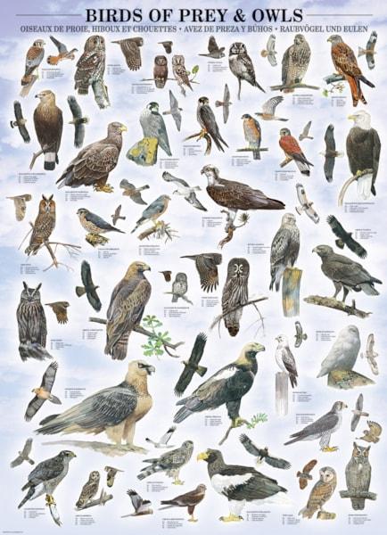 Eurographics - Birds Of Prey & Owls (1000-Piece Puzzle)