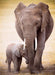 Eurographics - Elephant & Baby (1000-Piece Puzzle)