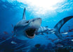 Eurographics - Hungry Shark (1000-Piece Puzzle)