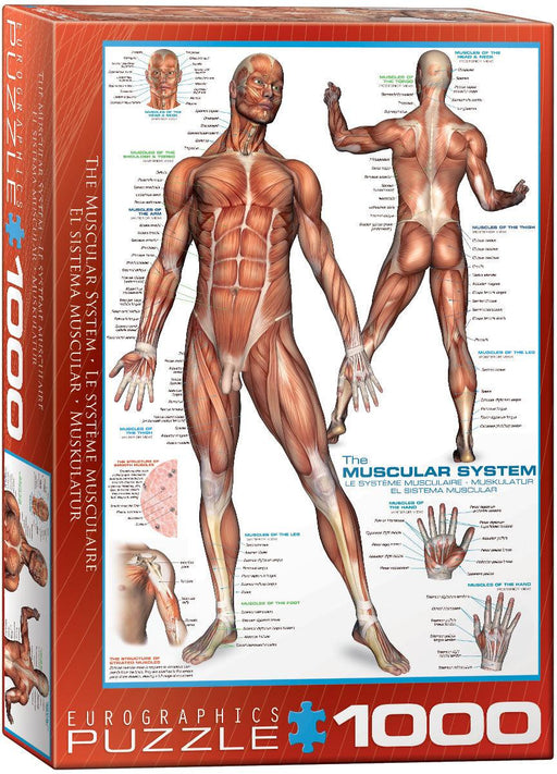 Eurographics - The Muscular System (1000-Piece Puzzle)