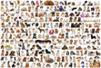 Eurographics - The World of Dogs (1000-Piece Puzzle)