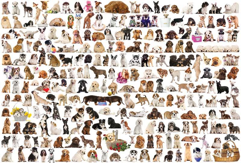 Eurographics - The World of Dogs (1000-Piece Puzzle)