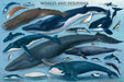 Eurographics - Whales & Dolphins (1000-Piece Puzzle)