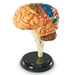 Learning Resources - Brain Anatomy Model - Limolin 