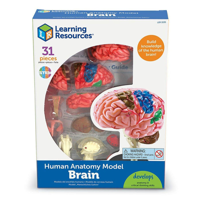 Learning Resources - Brain Anatomy Model - Limolin 