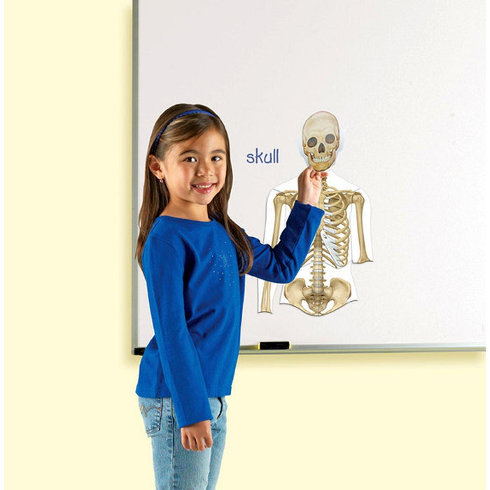 Learning Resources - Double - Sided Magnetic Human Body - Limolin 