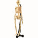 Playwell - Human Skeleton - Limolin 