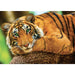 Trefl - Tiger Portrait (500-Piece Puzzle) - Limolin 