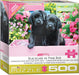 Eurographics - Black Labs in Pink Box (500 pc - Large Puzzle Pieces)